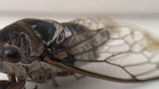 Цикада обыкновенная. Cicada. lyristes plebejus Цикада обыкновенная. Cicada. lyristes plebejus