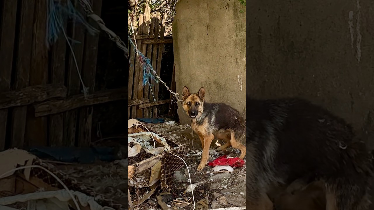 An urgent call led Dog Rescue Shelter to two German Shepherds who had been chained for a long time, without regular food or water.
One had a chain embedded in her neck, while the other could barely lie down because her chain was too short. We rescued both dogs and brought them to our shelter, where they received the veterinary care they needed.
Today, they are healthy, happy, and finally have what every dog deserves: food, water, and FREEDOM!
Milan
