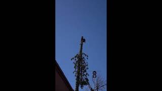Pine Removal  -Long