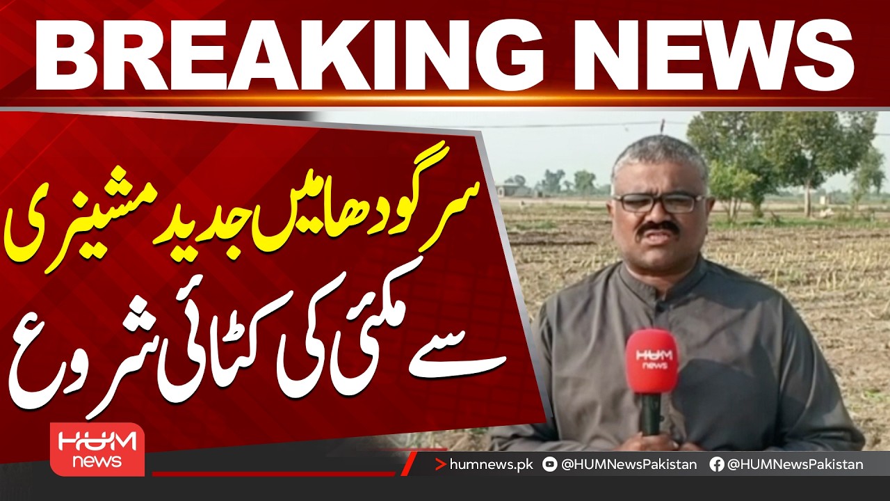 Modern Machinery Used for Maize Harvesting in Sargodha || Hum News | Pakistan