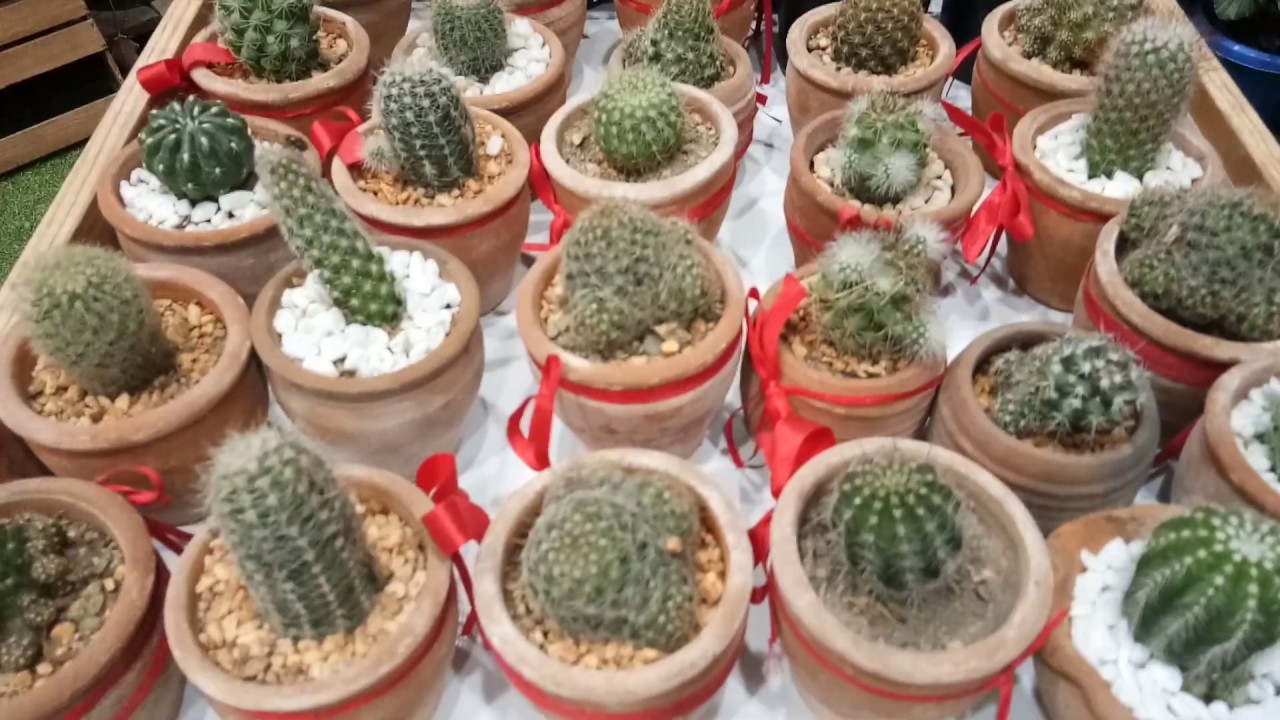 Cebu Cactus Family