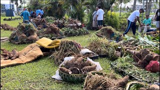 ROTUMA DAY - Farmers competition