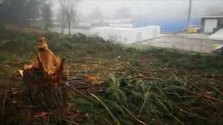 El concello de Ourense para la tala en la Universidad laboral