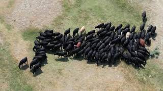 IMG Yearlings