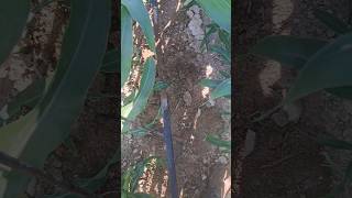 Yel Atmasın Diye Küllenen Hortumları Kaldırıyorum