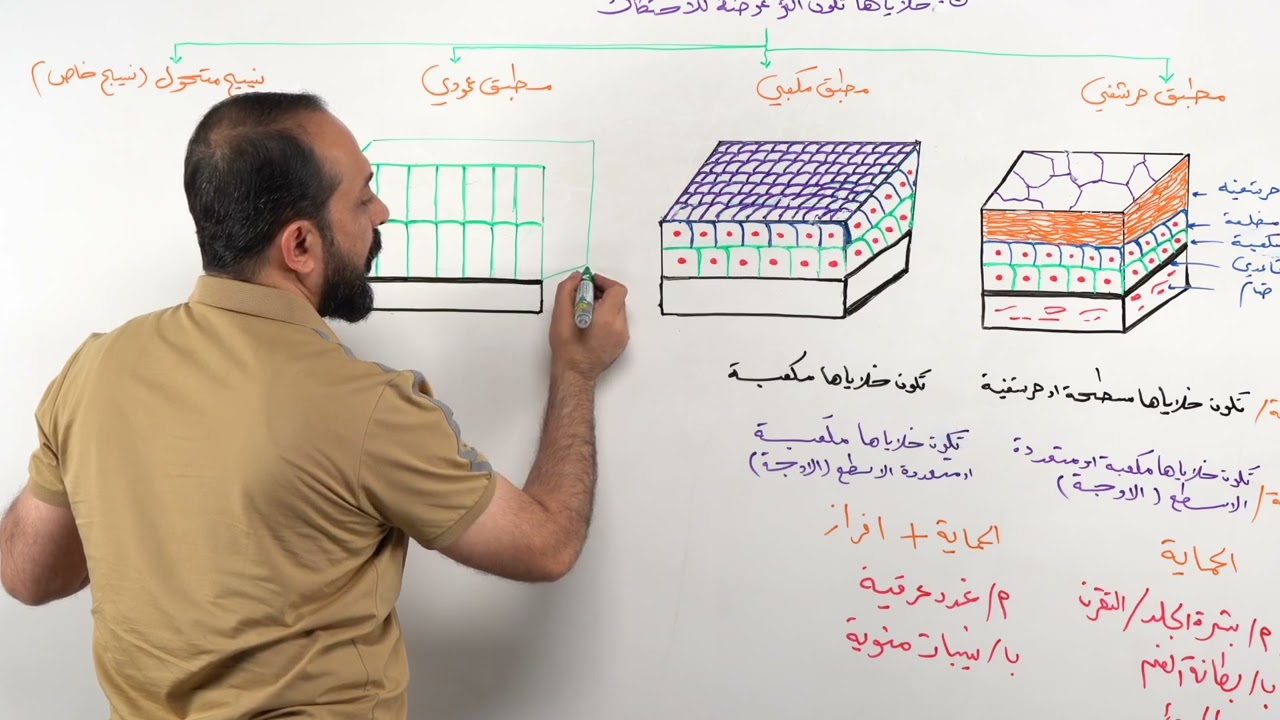 رسم النسيج الطلائي المطبق العمودي