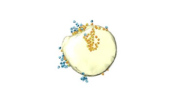 Tomographic volume and segmentation of a mitochondrion with CHX-arrested ribosomes.