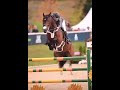 #horse #equestrianjourney #horseenthusiast #equestrian #horsetrack #horsefan #horselover #pony