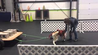 Siberian Husky Weight Pull