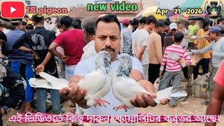 এই ভিডিওতে দেখুন মাথা নষ্ট করা সব কবুতরের কালেকশন 😲 Beldanga Haat 2026🔥 #beldanga #india #pigeon 