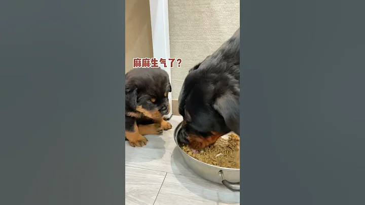 在吃的面前，孩子就是個意外 😂#狗狗 #向威和一坨 #搞笑 #羅威納 - 天天要聞