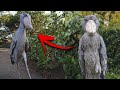 These birds hate their own children and kill them strange behavior of shoebill bird