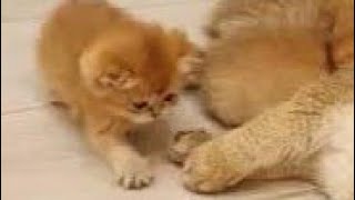 Kasian... Anak Kucing Tidak Kebagian Susu, Isap Jempol Induknya