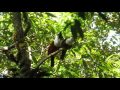 Three Wattled Bellbirds March 2016