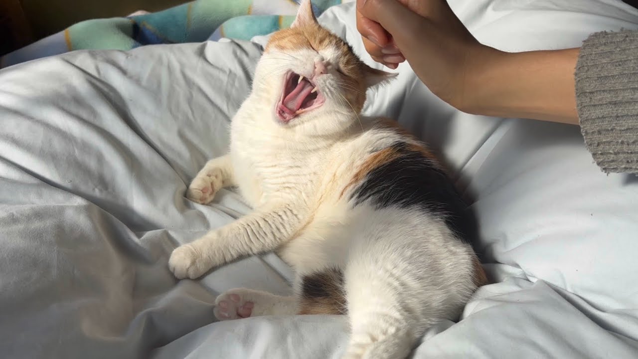 【三毛猫】日向ぼっこ中に甘えるミケ（2026年2月24日）