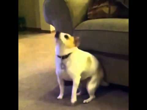 Dog Scratching His Butt On Couch Youtube
