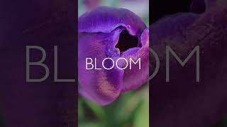 Welcome to Nourish + Bloom, by Bodybuilding.com
