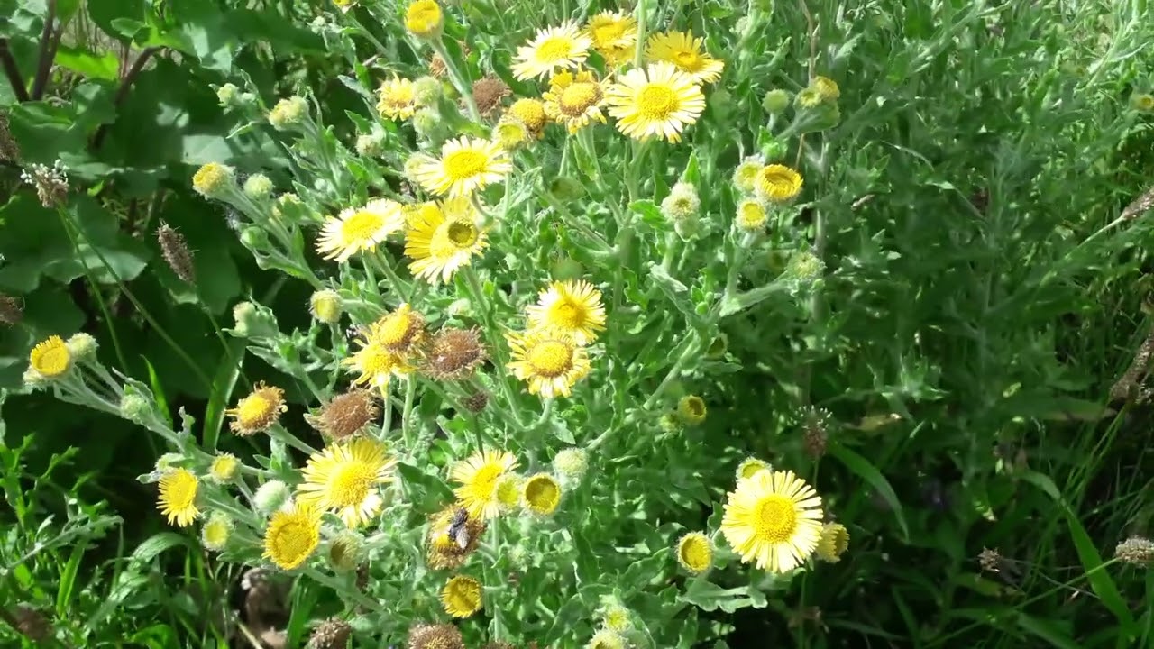 Heelblaadjes - Pulicaria dysenterica