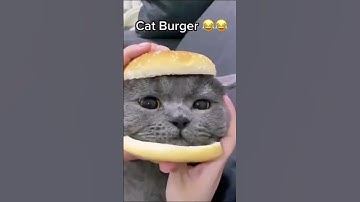 y2mate com   Cat Burger shorts cutecat viral funny 1080p   Copy 6