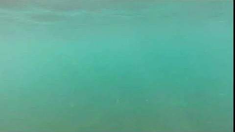 Little Squid with EYES