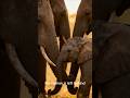 The Most Loyal Animals in the World #animalfacts #wildlife #shorts