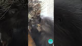 Porcupine Baby Ferrari White Zoo