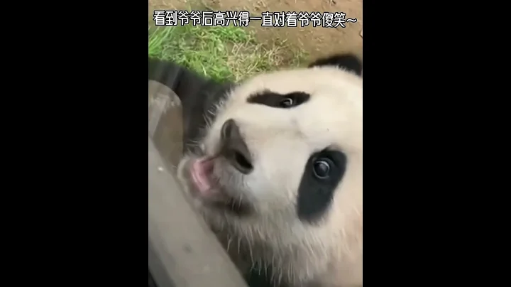 福寶聽到爺爺的叫聲後，瞬間嘴裡的竹子不香啦，立刻翻滾著過來找爺爺！感謝朋友們送的超級感謝！ #panda #大熊貓 - 天天要聞
