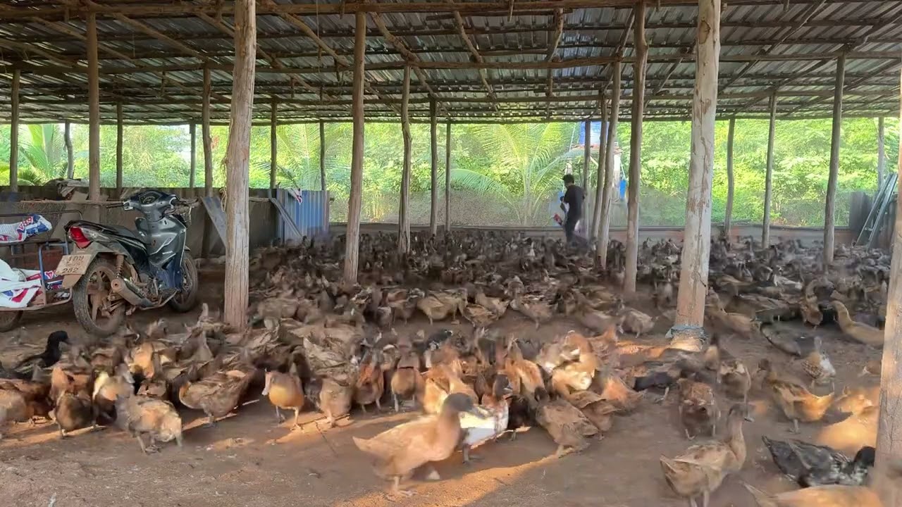 เป็ดเลี้ยงคน