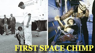 &#39;Ham&#39; The First Chimpanzee In Space Was Launched 61 Years Ago