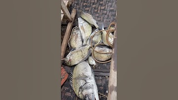 Câu tráp Cát Bà tập 22