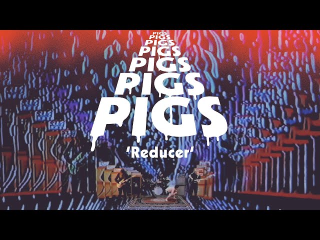 Pigs Pigs Pigs Pigs Pigs Pigs Pigs - Reducer
