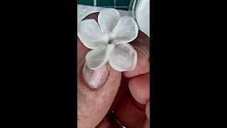 Sugar Flowers: Free Hand Filler Flower Sugar / Gumpaste/ Clay #shorts