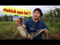 Biawak   singkat 