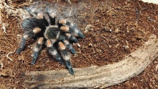 Madárpók etetés /Tarantula feeding video #12