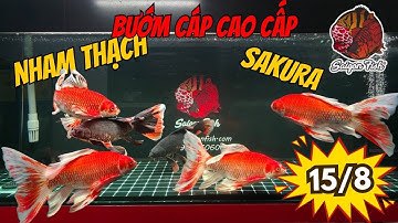 Tổng Hợp Báo Giá Cá Chép Phi Tần & Bướm Cáp Cao Cấp Mới Nhất Tháng 8/2025 | Saigon Fish