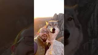 Golden hour with a real-life direwolf 🐺✨