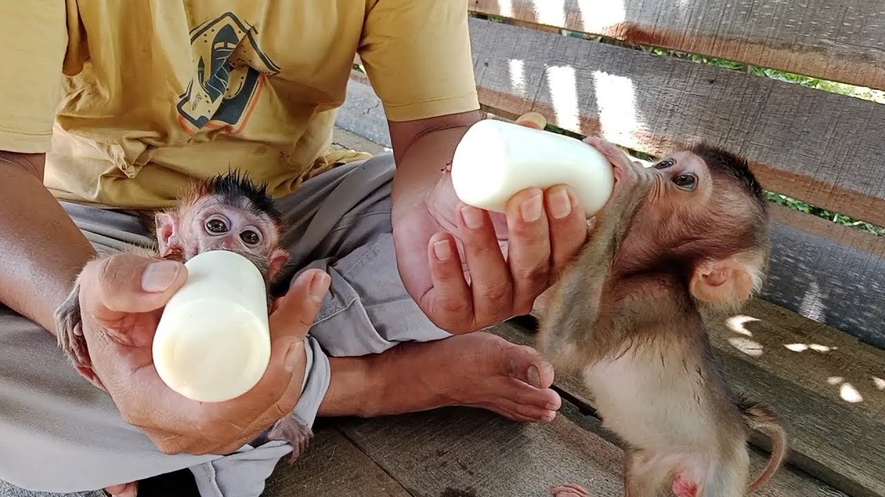 Обезьяна. Обезьянка з. Дженни манки. Kawboy time to Milk. Обезьянка bibi из вьетнама