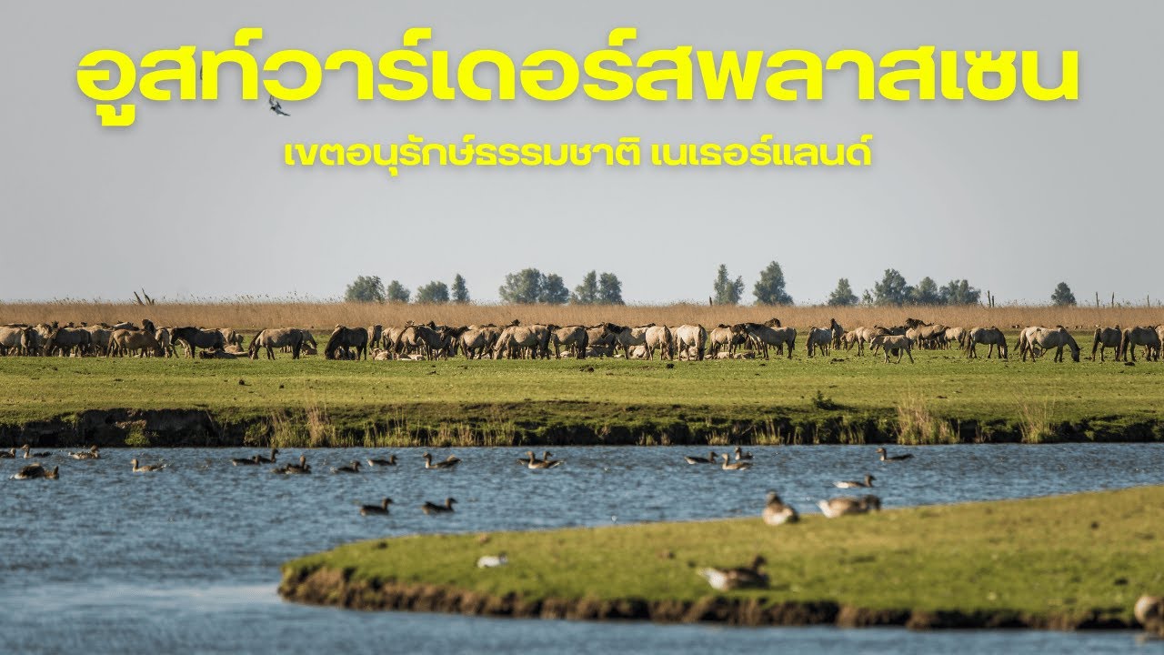 ฤดูกาลแห่งความตายและเกิดใหม่ ใน Oostvaardersplassen เขตอนุรักษ์ธรรมชาติ เนเธอร์แลนด์