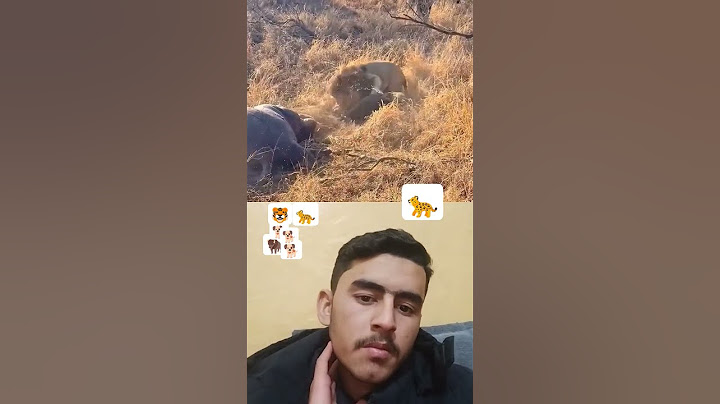 Hyenas Distracted By Eating a Hipp ... 🐕😥🦬🐯🐆🐆🐆🐆😠
