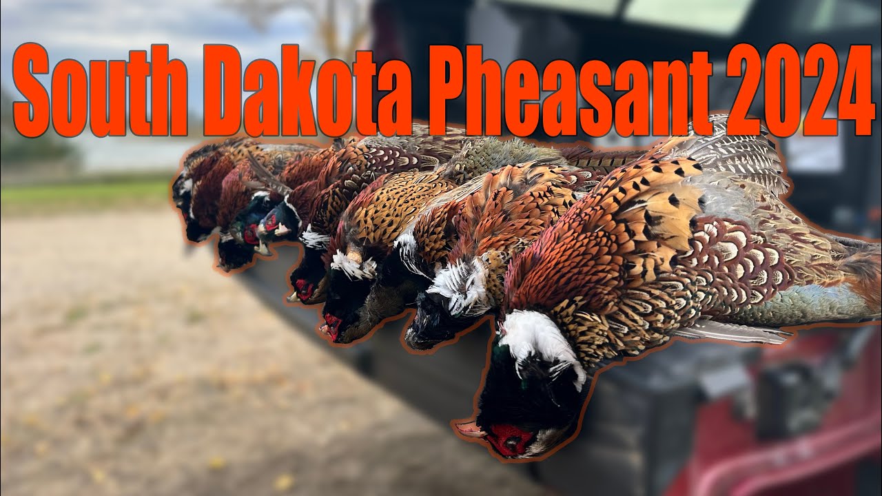 PUBLIC LAND South Dakota Pheasant Hunting 2024 - YouTube