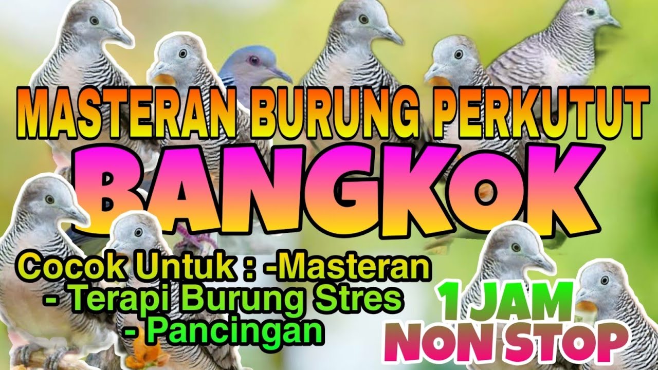 Masteran Burung Perkutut Bangkok || Suara Burung Perkutut Bangkok