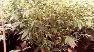 Maximum Grow Challenge Day 30 -HYDROSOIL