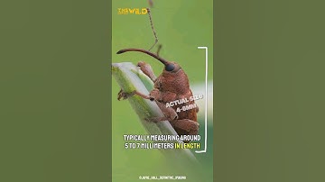 A Tiny Engineer insect with a drill | Acorn Weevil