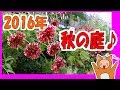 2016年、前の家のお庭♥秋の花たちです♪As flores do quintal da casa de 2016