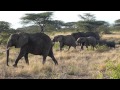 Samburu Samburu