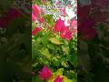 Bougainvillea,#flowers #nature #viralvideo #flowerplants#ytshorts