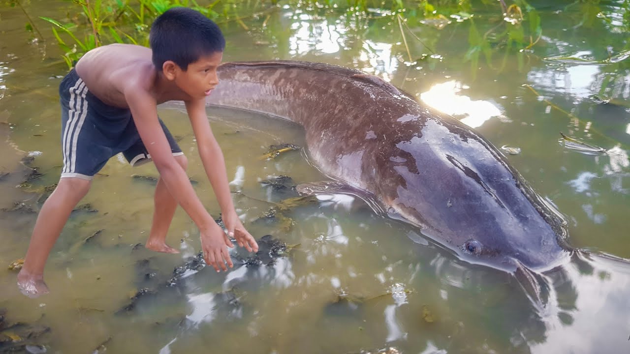 Amazing Village Boy Catching Big Catfish In Mud Water Hand Fishing For ...
