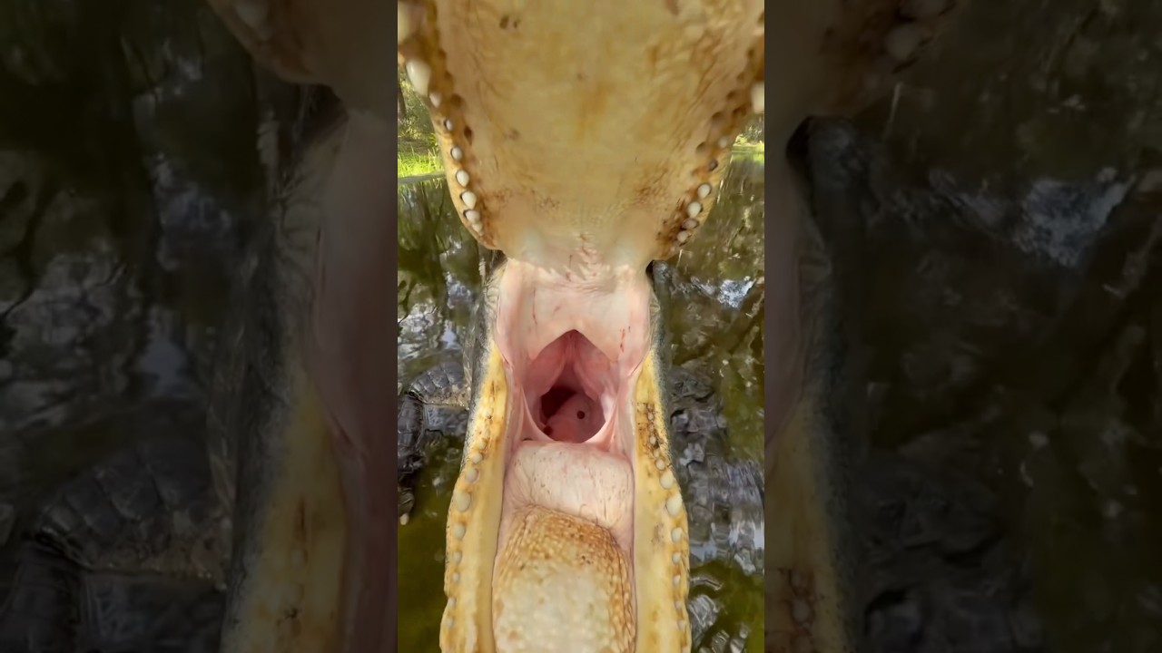 The Real Reason Alligators Yawn #goodtoknow #vet #medicine #educational #funfacts #learn #survival