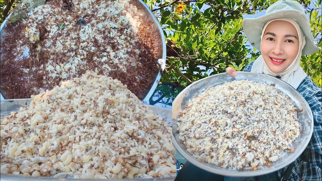 โอ้โห!!หมานเกินต้านไข่มดแดงเยอะสุดๆจนล้นถาดหมานบักคักจ้า22/2/69