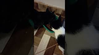 Cats Eating Dry Food. Asmr
